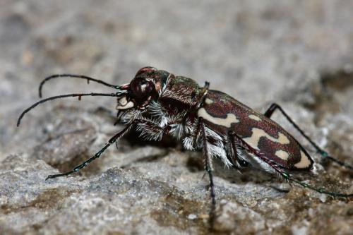 Réf. 305 705 : Lophyra flexuosa